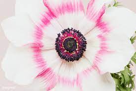 Download Premium Image Of Blooming Pink Anemone Flower 2273491 Anemone Flower White Lily Flower Yarrow Flower