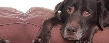 Pet Cremation Pet Euthanasia And Cremation In Tuscon