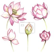 Check spelling or type a new query. Set Mit Blumen Lotus Hand Zeichnen Aquarell Illustration Wandsticker Seerose Lotus Gedeihen Myloview De