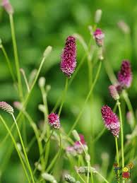 Burnet 'Prim and Proper'
