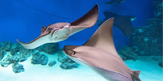 Image result for Stingray