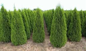 Der abstand zwischen den einzelnen pflanzen sollte 30 bis 40 zentimeter betragen. Bis Zu 73 Rabatt Thuja Smaragd Pflanzen Groupon