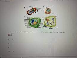 Plant cells contain chloroplasts and mitochondria. Plant Cells Contain A Cell Wall Nucleus Chloroplasts And Mitochondria Which Model Best Brainly Com