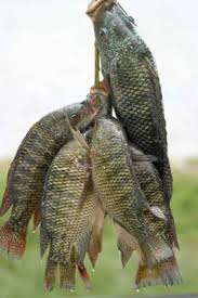 This is the verdict of the scholars, in accordance with the hadith: Some Halal Fishs Names From Aytllh Seestani S Office Jurisprudence Laws Shiachat Com