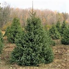 They are distinguished from fir trees by their stiff spruce trees (picea spp.) have green, pointed needles that remain on the tree for four to 10 years the dwarf blue spruce (picea pungens 'glauca globosa') only grows 3 to 5 feet tall, and it's also. Serbian Spruce Tree Naturehills Com