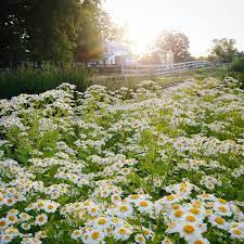 Allysonsflowers.com has been visited by 10k+ users in the past month My Top 10 Favorite Cut Flowers Three Acre Farm