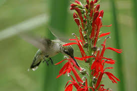 They are autotrophic eukaryotes, which means they have complex cells, and make their own food. List Of Flower Names C Common And Easy To Grow Flowers With Pictures