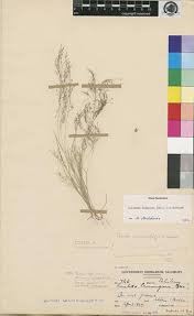 Image result for Aristida diminuta