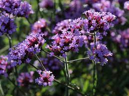 Вербена гибридная (verbena hybrida) вербена канадская (verbena canadensis) вербена жесткая (verbena rigida) Hohes Eisenkraut Lollipop Schonste Stauden Expertenwissen