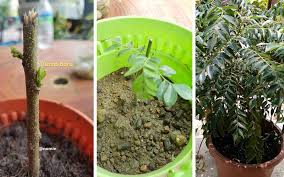 Pokok durian ini berbuah lebat berbanding dgn durian yng lain? Tip Tanam Daun Kari Dalam Pasu Cari Ranting Sudah Bercambah Free Malaysia Today Fmt