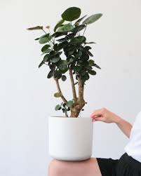 Image result for Polyscias