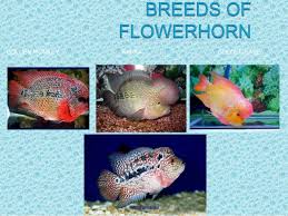 Flowerhorn Fish And Its Ecological Impacts
