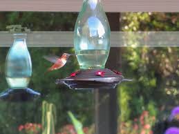 No need for the red food coloring &ndash; Homemade Hummingbird Food Nectar Recipe Feeder Care Faq Homestead And Chill
