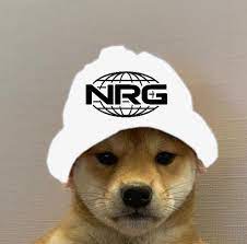 Nrg Dogwifhat Dogwifhat Dog With Hat Dog Pfp Dog Images