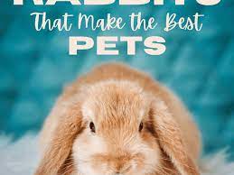 We provide personal service, and a huge selection of: 15 Of The Best Pet Rabbit Breeds Pethelpful