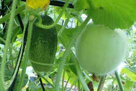 Take the back of your lawn rake and gently tap over the blooming plants. Round Veggie Growing With Cucumbers