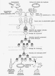 Afin de pouvoir être utilisés comme thérapie. Les Anticorps Monoclonaux Sont Tres Largement Utilises Lors Des Analyses D Immuno Hematologie