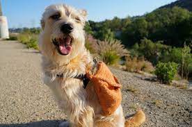 You won't be able to find it anywhere!!! 13 Diy Dog Travel Accessories To Make Your Next Outing Effortless Barkpost