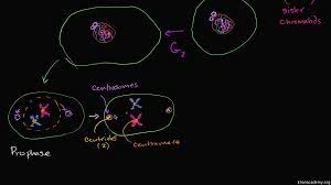 Genes inside the nucleus of each cell tell it when to grow, work, divide and die. Mitosis Video Cell Division Khan Academy