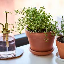 Successfully planting thyme, whether indoors or outdoors, is relatively easy as it is a hardy herb that can flourish under most natural conditions. How To Grow Thyme Plants Indoors Apartment Therapy