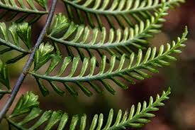 Image result for Lomariopsis warneckei