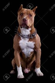 Maybe you would like to learn more about one of these? Adult Champion American Pit Bull Studio Schwarz Isoliert Portrat Lizenzfreie Fotos Bilder Und Stock Fotografie Image 47040027