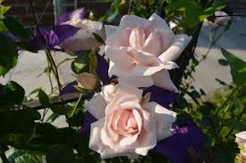 Von einer kundin oder einem kunden , 14. Kletterrose New Dawn Finde Deine Neue Rose Online Ratgeber