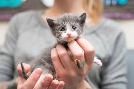 Minskin Kedi Irki Ve Ozellikleri Yeni Bir Kedi Turu Olan Minskin By Semra Senol Medium