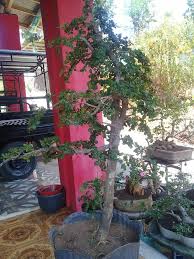 Proses Serut Tegak Lurus Kini Mulai Bakalan Bonsai Lokal Facebook