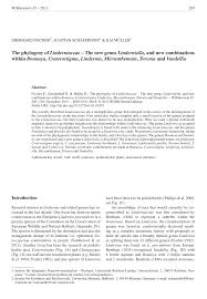 Image result for Stemodiopsis buchananii