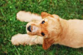 Kopeklerde Kanli Ishal Parvo Parvovirus Patipedia
