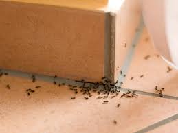 the secret to getting rid of ants