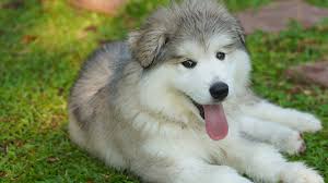 No matter if you are not clear about which breed you want to get, you can take help from our site. Alaskan Malamute Puppies Cute Pictures And Facts Dogtime