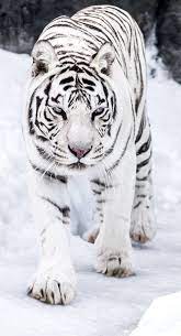 white tiger by orangeroom animals majestic animals wild cats