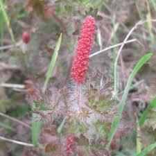 Image result for Acalypha polymorpha