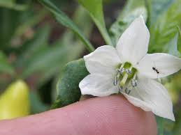 Image result for Capsicum baccatum