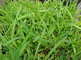 Palmetto is a superior st. Best Grass For Shade In Florida Tips For Choosing Sod