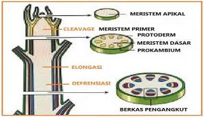 Letak Jaringan Tumbuhan Meristem
