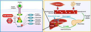 Image result for PIK3CA Inhibitor