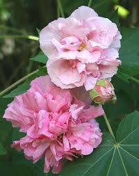 Image result for Hibiscus mutatus