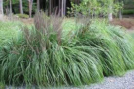It does grow next to a maple tree making a nice flowing grass clump. Black Flowering Fountain Grass