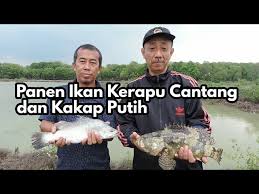 Sebenarnya cara mancing di waduk ini sama juga dengan lokasi lainnya, hanya saja jika pada waktu malam maka peralatan yang dibawa yang membedakan. Kakap Tambak Travelerbase Traveling Tips Suggestions