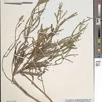 Image result for Indigofera conjugata