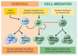 Immune Pathways Bioninja