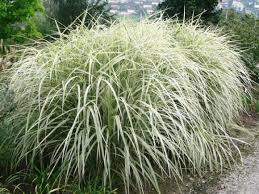 Miscanthus Sinensis Variegatus Chinaschilf Pflanzen Stauden