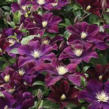 Check spelling or type a new query. Kapitalismus Predigen Wutend Werden Clematis Nike Warszawska Sonnenlicht Musiker Ersticken