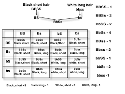 Oxford sandy and black pig. In Guinea Pig Black Short Hair Bbss Is Dominant Over White Long Hair Bbss In The Dibybrid Cross F2 Genotype Bbss Bbss Bbss And Bbss Appear In The Ratio Of