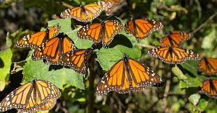Deforestacion Y Mineria Amenazan Una Reserva De Mariposas Monarca En Mexico