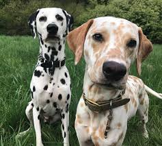 Beautiful Dalmatians Katze Sussekatze Kleinekatze Dalmatiner Hunde Niedliche Hunde Hunde