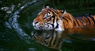 Arti mimpi ular kuning dengan warna yang gelap seperti welang datang sebagai bentuk peringatan. Tafsir Mimpi Melihat Ular Warna Kuning Hitam Menurut Primbon Jawa Pendapat Ulama Serta Adab Bermimpi Buruk Tujuan Mimpi